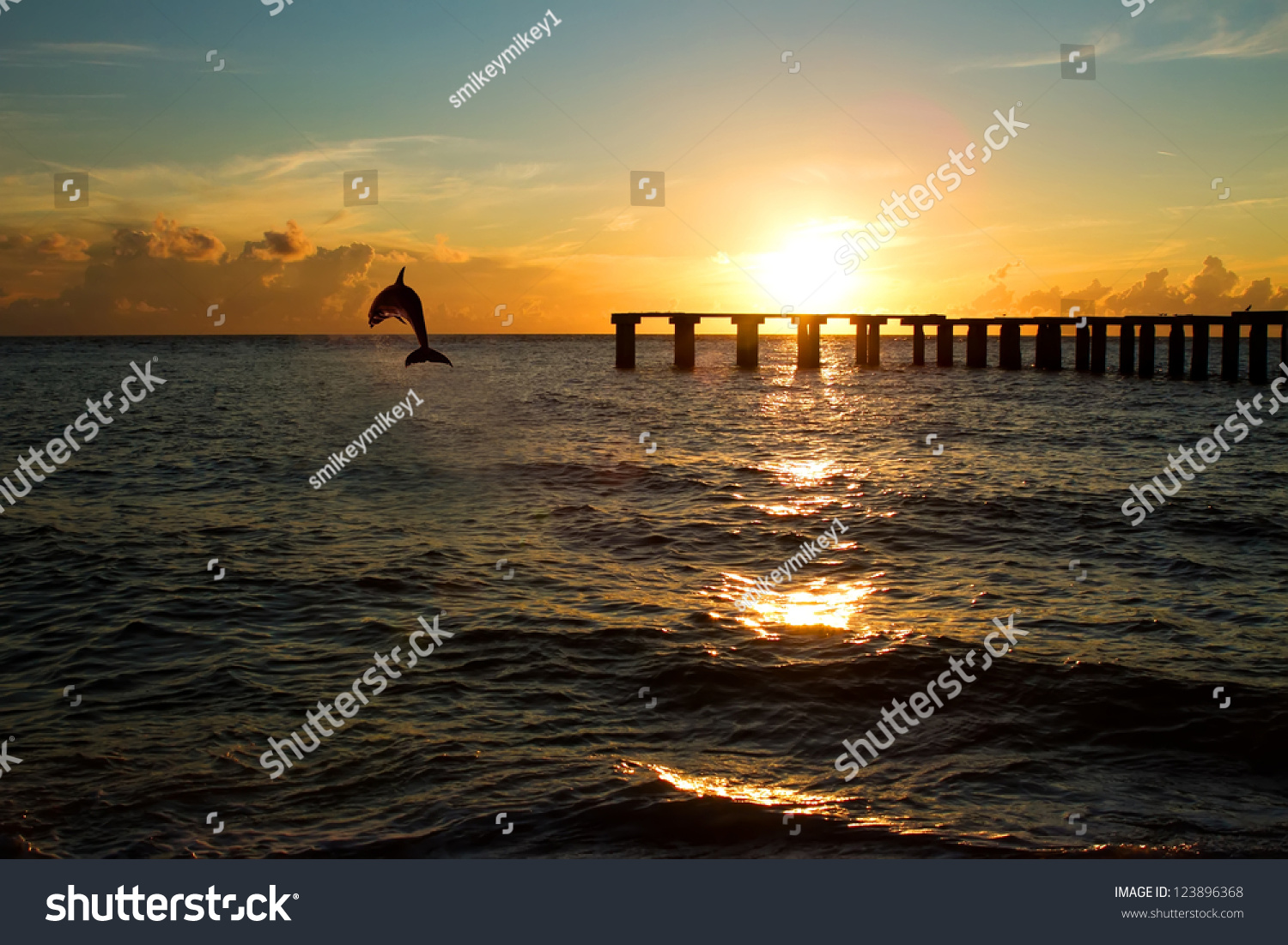 dolphin jumping out of the sea in florida #123896368
