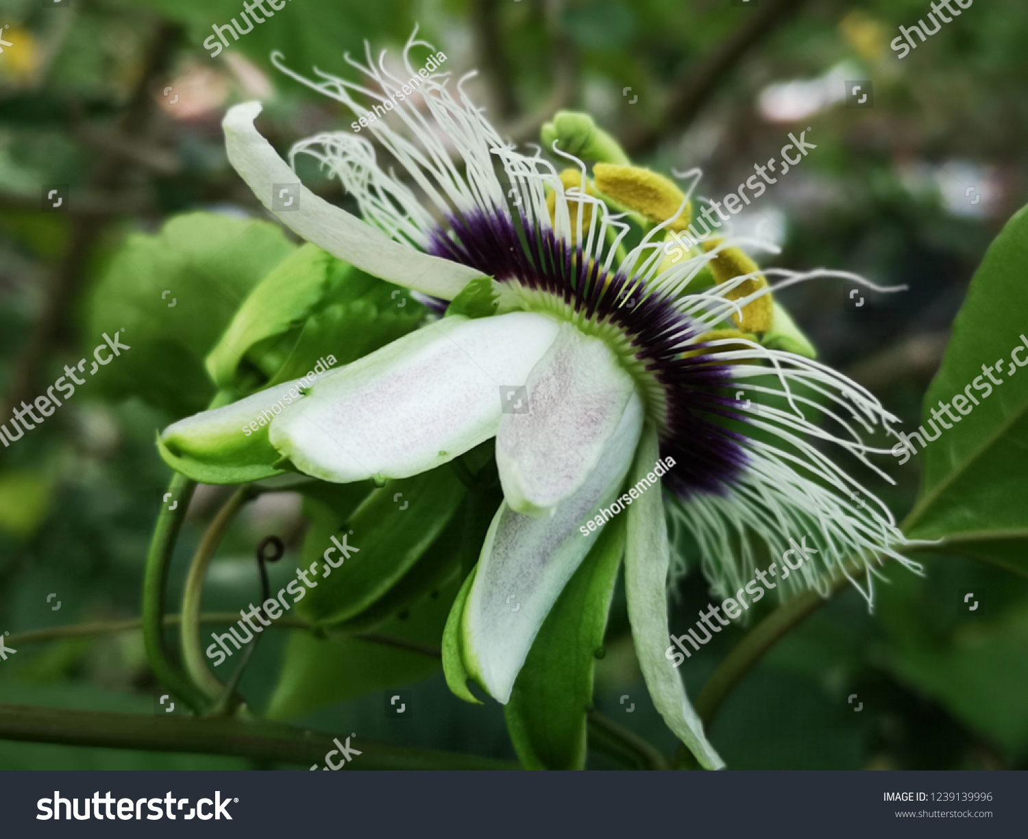 Passiflora, Passion Flower, Passionfruit Flower #1239139996