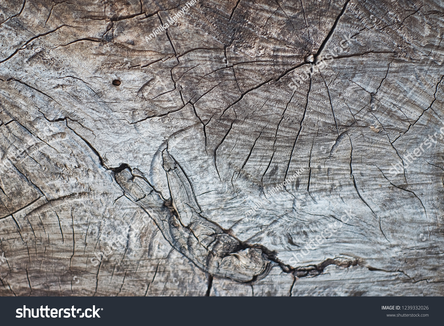 rough texture of a wooden oak stump close up streaks #1239332026