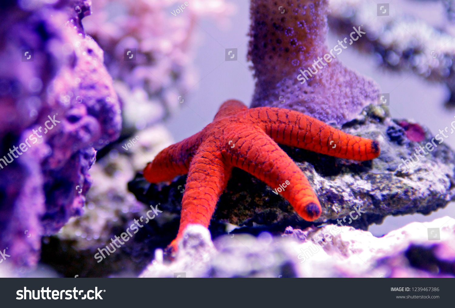Red Fromia Starfish - Fromia milleporella 
 #1239467386