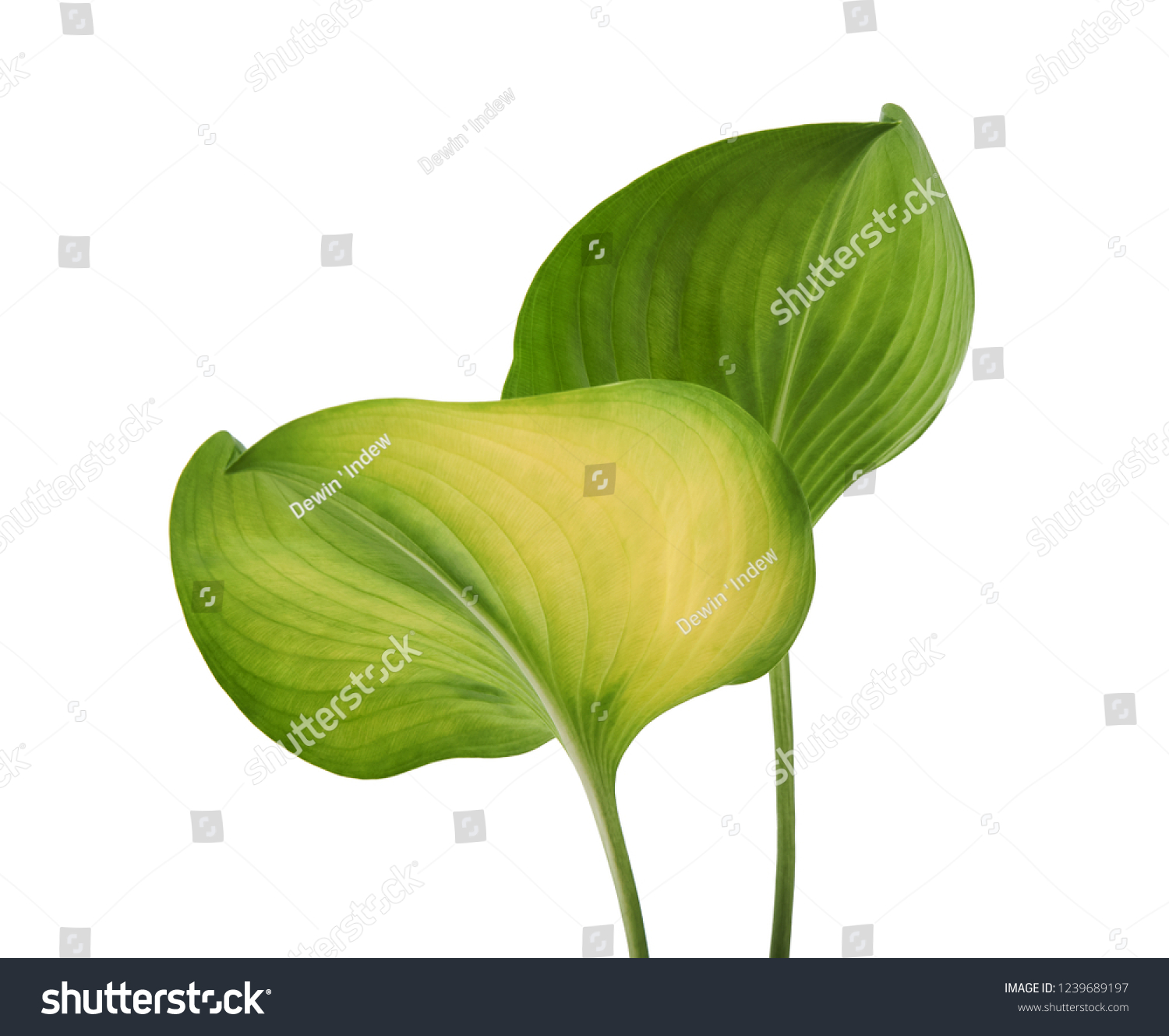 Cardwell lily leaf, Green circular leaves isolated on white background, with clipping path                                               #1239689197