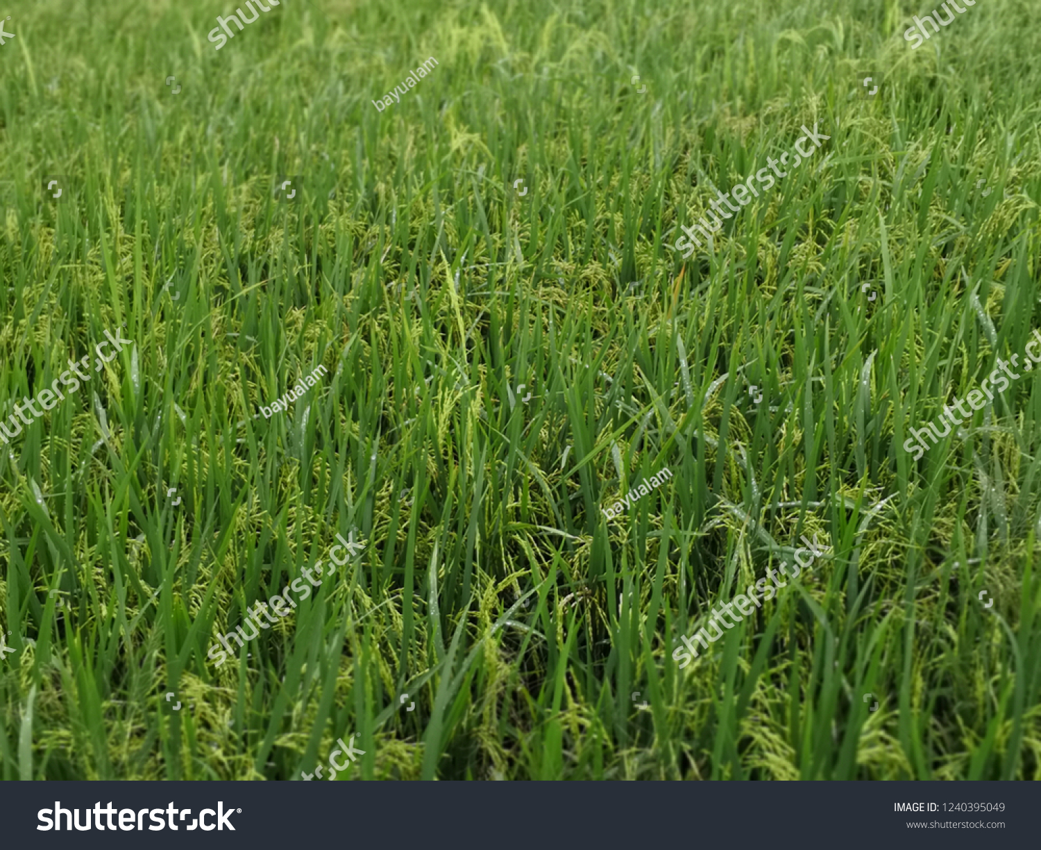 Green nature landscape with paddy rice at Sungai Soi Kuantan, Pahang #1240395049
