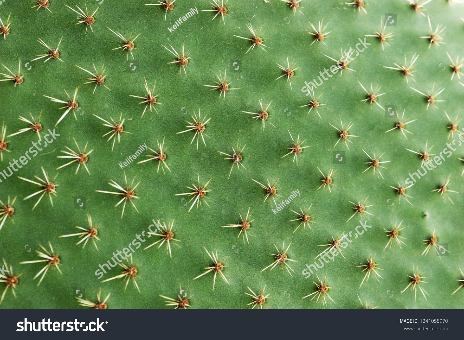Closeup of spines on cactus, background cactus with spines #1241058970