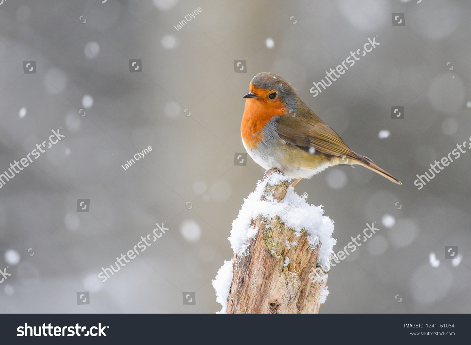 Robin on a branch in the snow. #1241161084