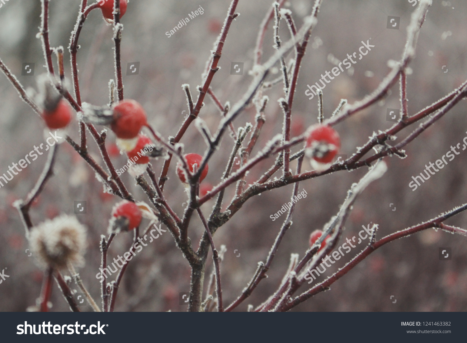 Frozen berries in winter #1241463382