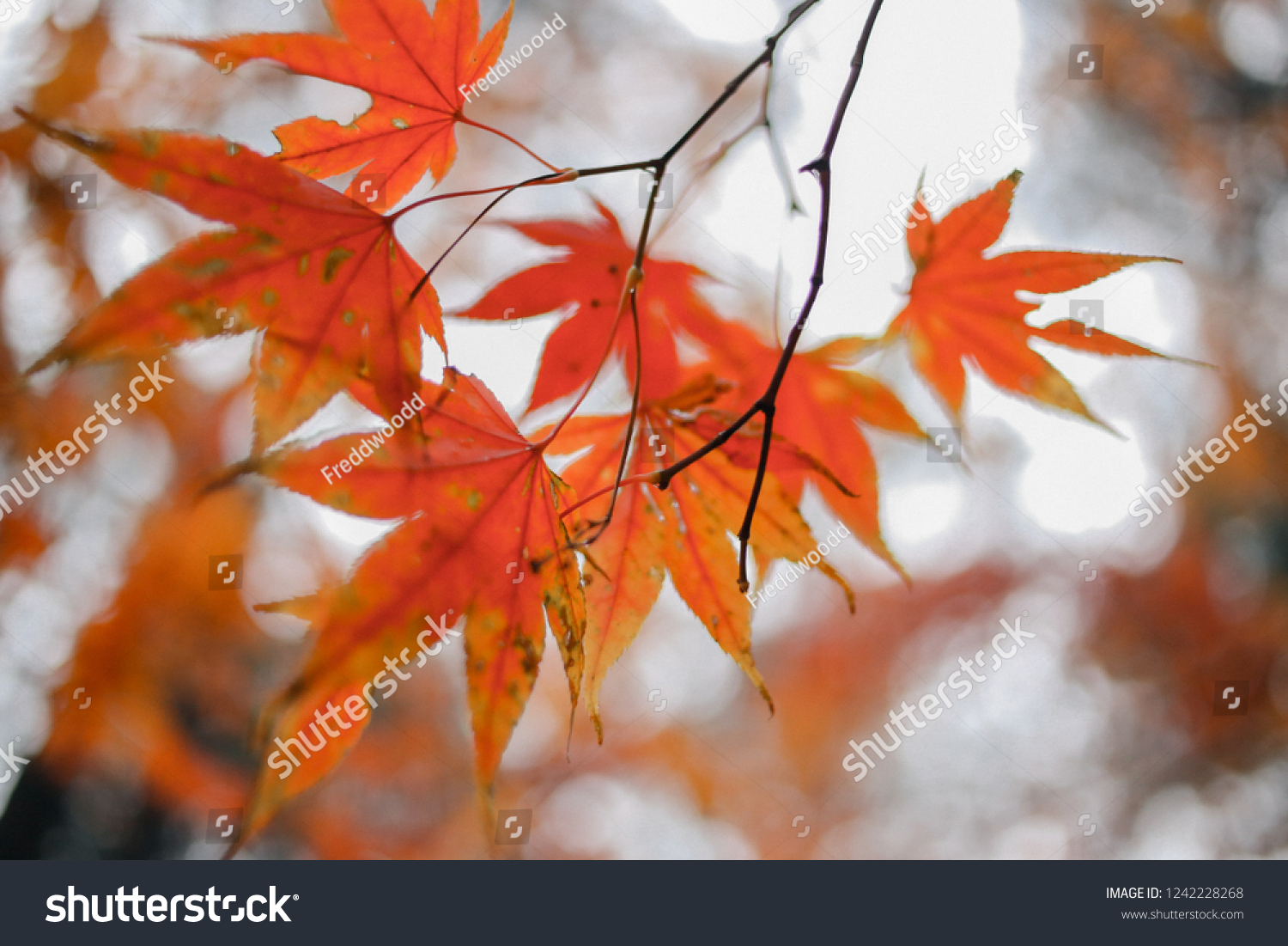 Red maple leaf #1242228268