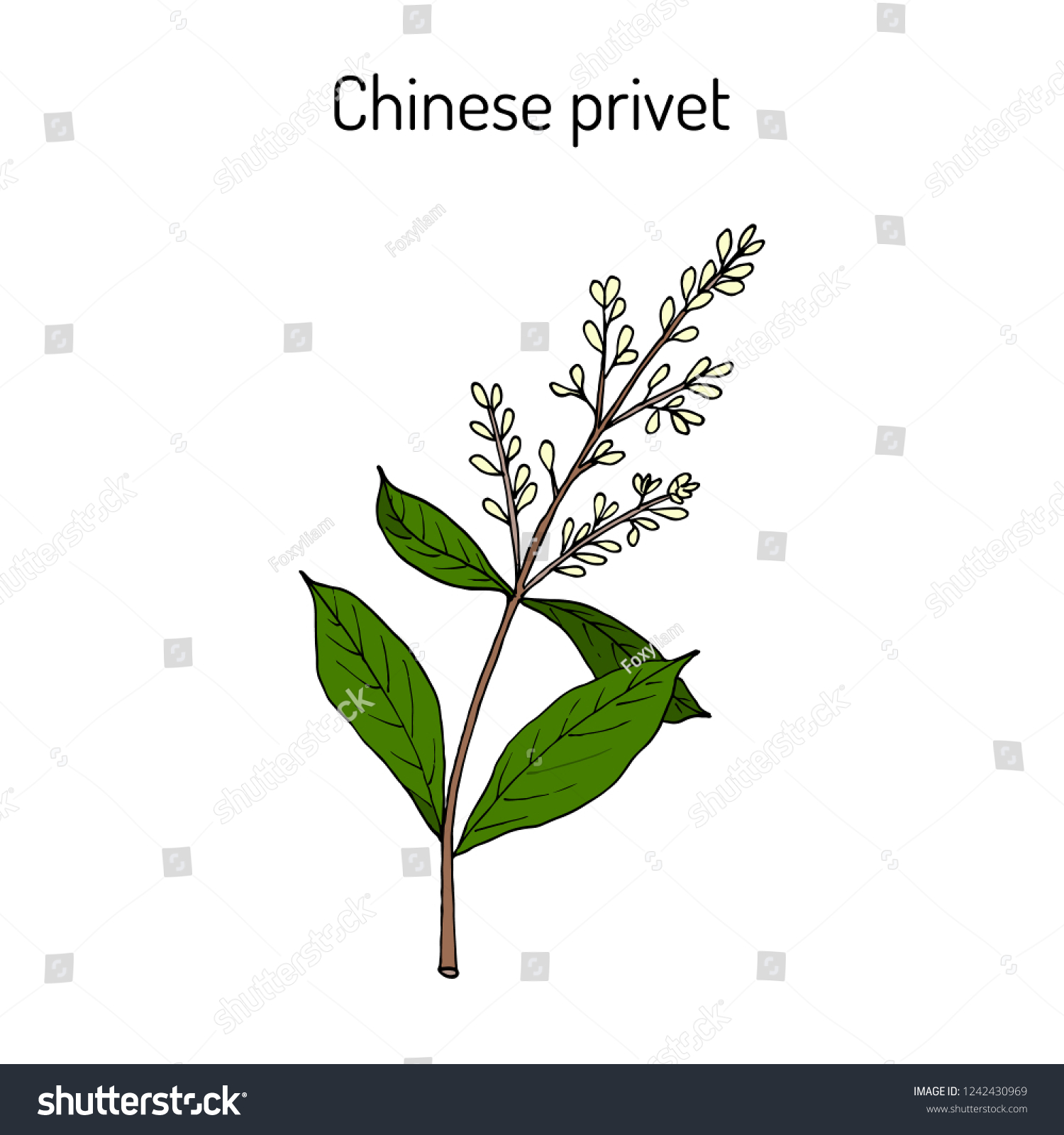 Chinese privet (Ligustrum lucidum), medicinal - Royalty Free Stock ...