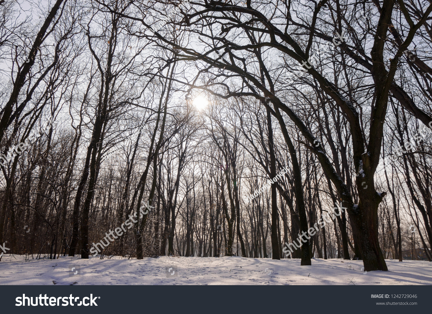 Forest under snow on a sunny day, note shallow depth of field #1242729046
