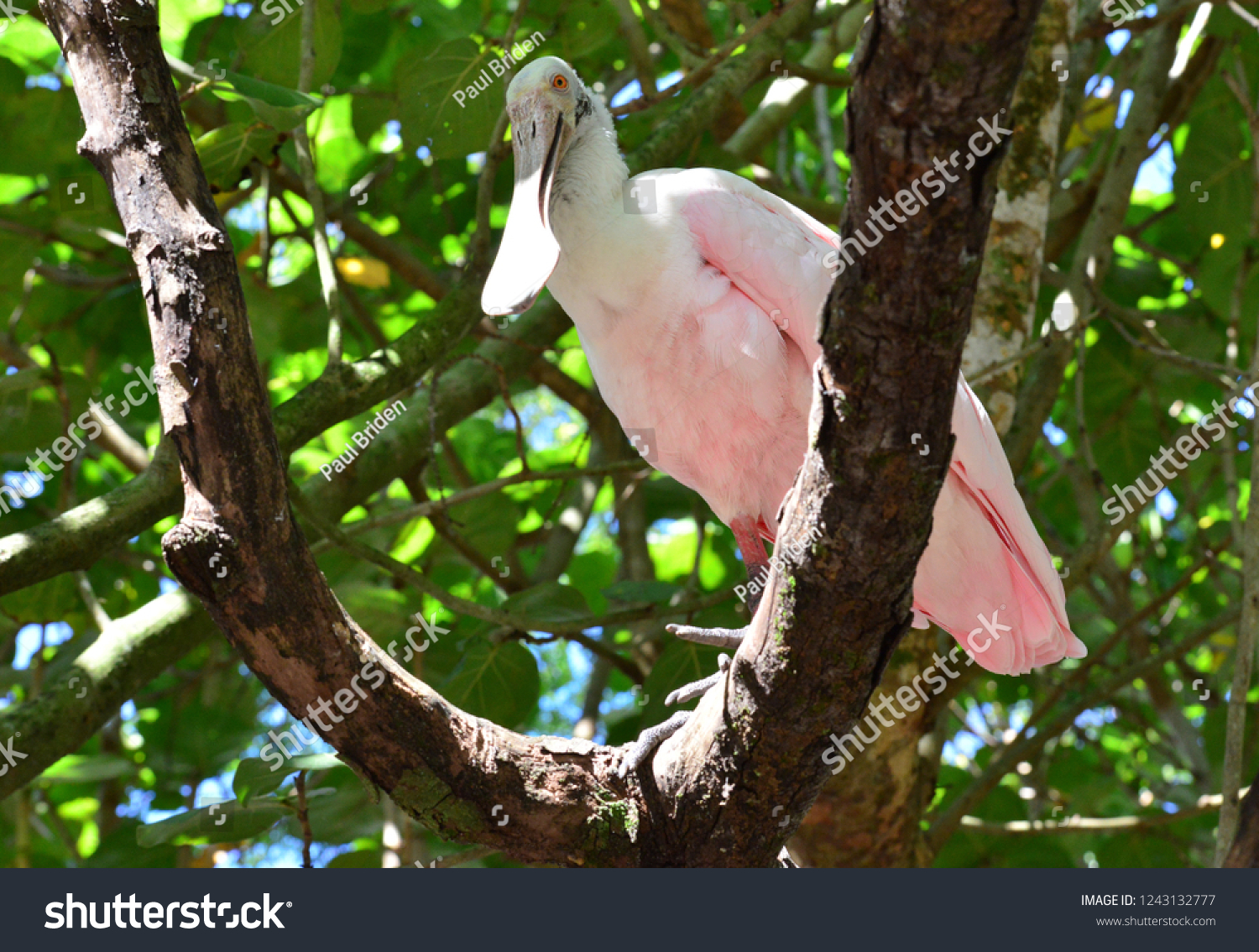 Roseate spoonbill ,a gregarious wading bird of the ibis and spoonbill family. #1243132777