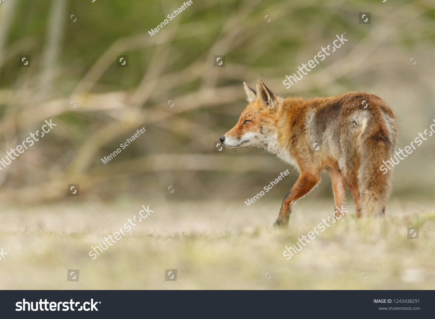 Beautiful red fox in nature #1243438291
