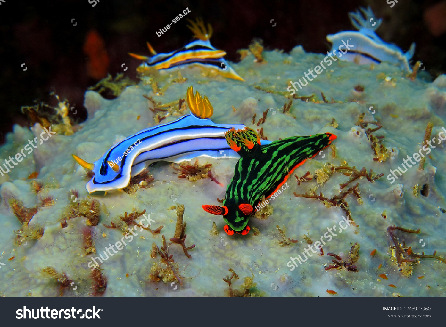 Group of the colorful underwater nudibranch on the coral reef. Underwater photography of different nudibranchs. Night scuba diving with tropical marine animals. #1243927960
