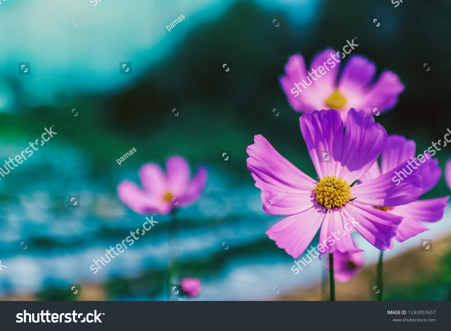 pink cosmos flowers blooming In the daytime. 
Ornamental plant grown in the garden. #1243957657