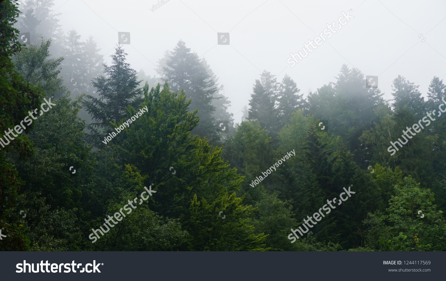 The dramatic wall fir-tree forest against the gray sky in the fog for creative background. #1244117569