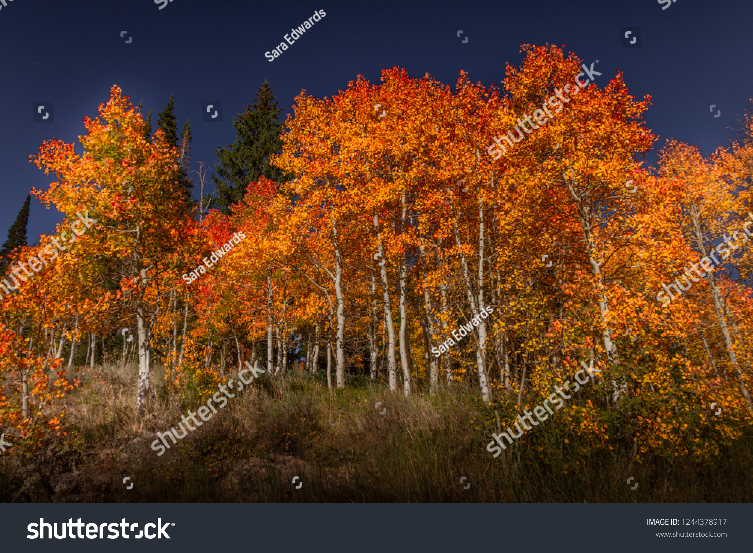 Spectacular saturated view of autumn leaf color at dusk in Southern Utah. #1244378917