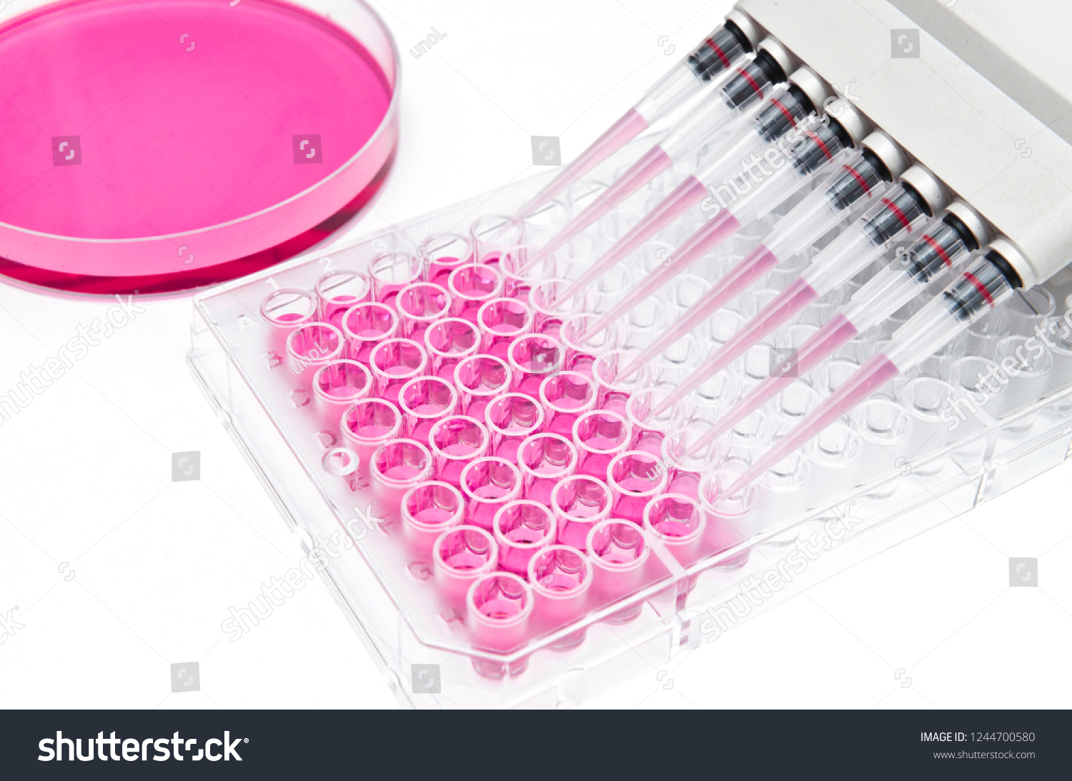 In vitro cellular assay using multi pipette and 96 well micro plate
 #1244700580