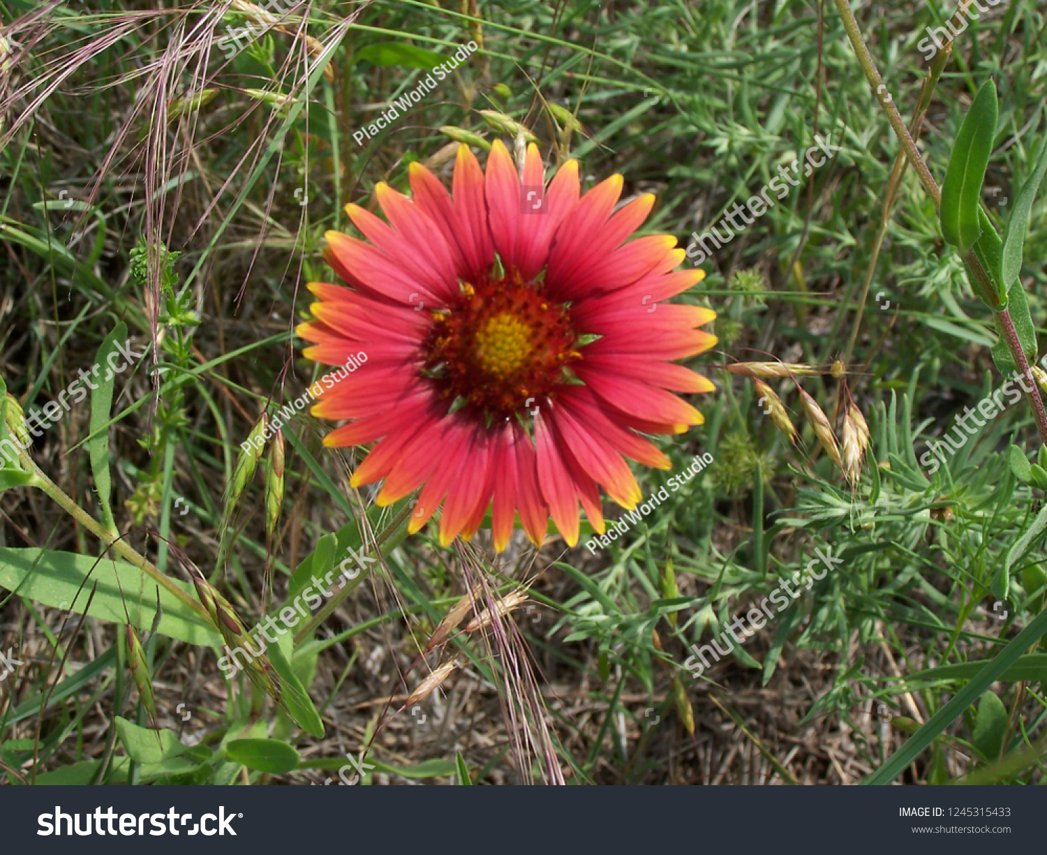 Gaillardia pulchella, commonly known as the Indian Blanket flower.  It is a wildflower found in meadows and fields.  Also known as firewheels.  This flower is part of the sunflower family. #1245315433