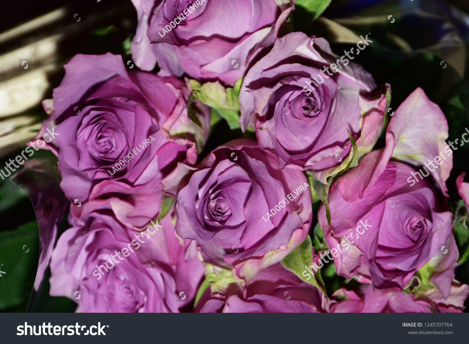beautiful colorful rose close up #1245707764