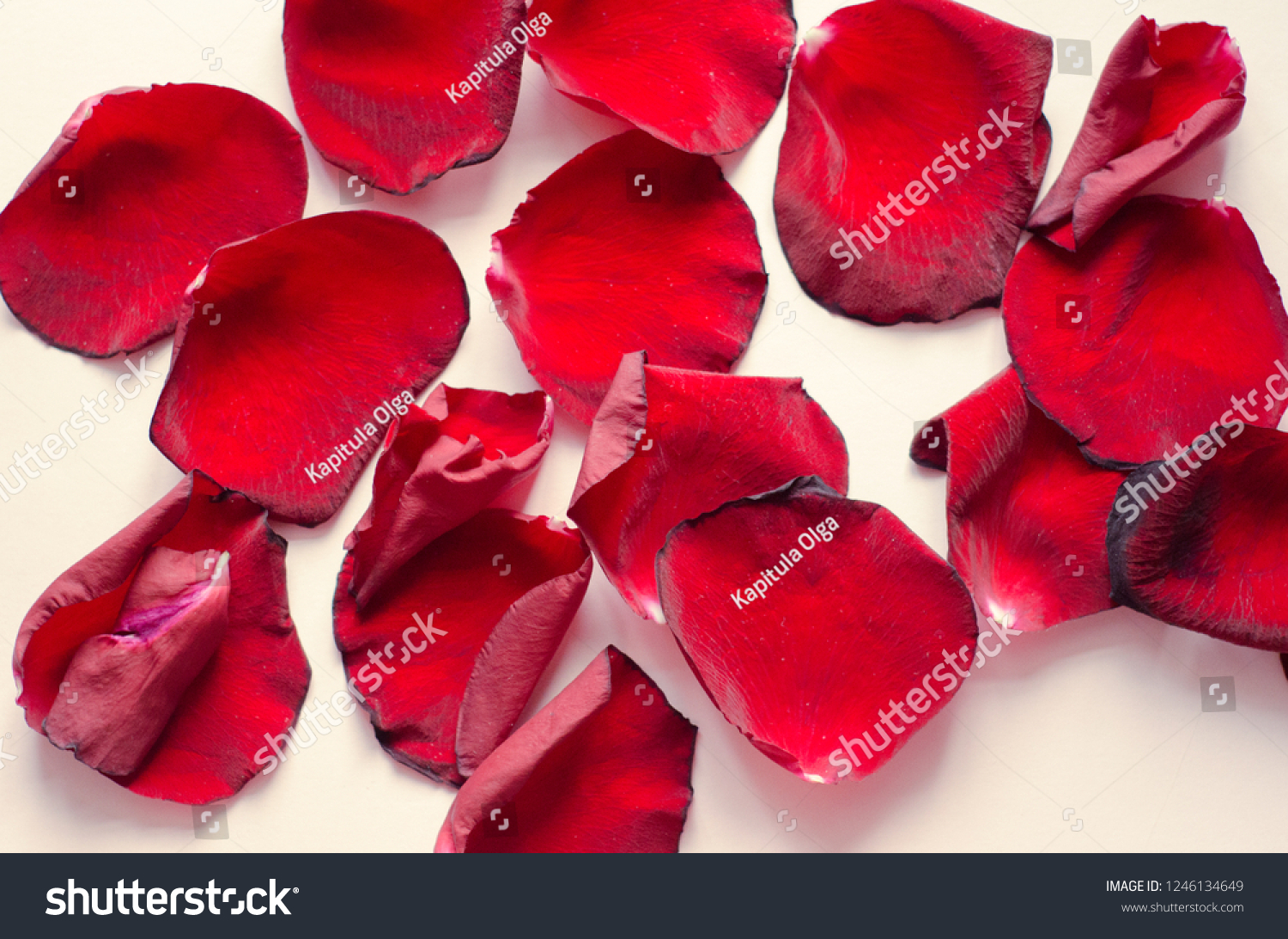 rose petals, flower petals #1246134649