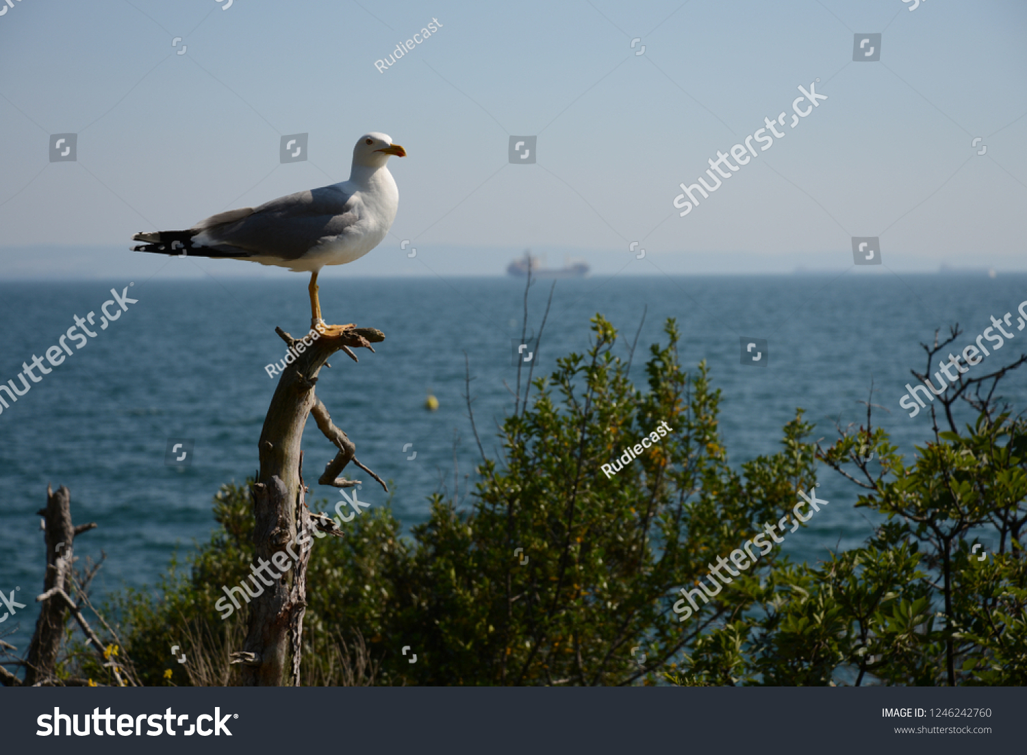 Herring gull (sea gull) on the Adriatic sea #1246242760