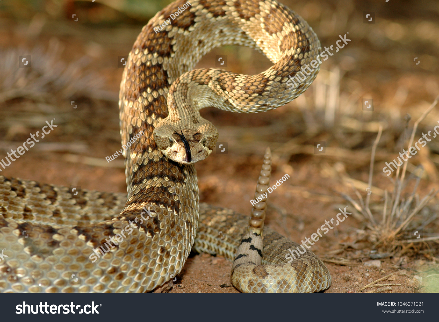 An adult mojave rattlesnake in a defensive stance. #1246271221