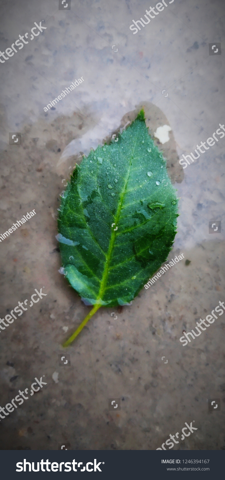 beautiful leaf photo #1246394167