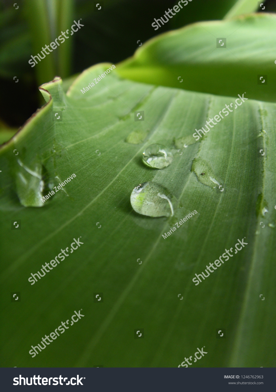 A leaf with rain drops #1246762963