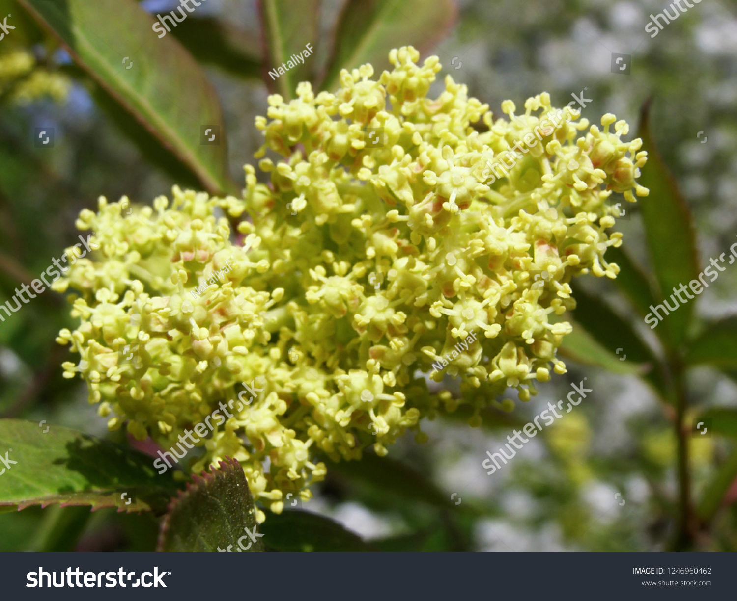 Young green elderberry inflorescence close up, spring #1246960462