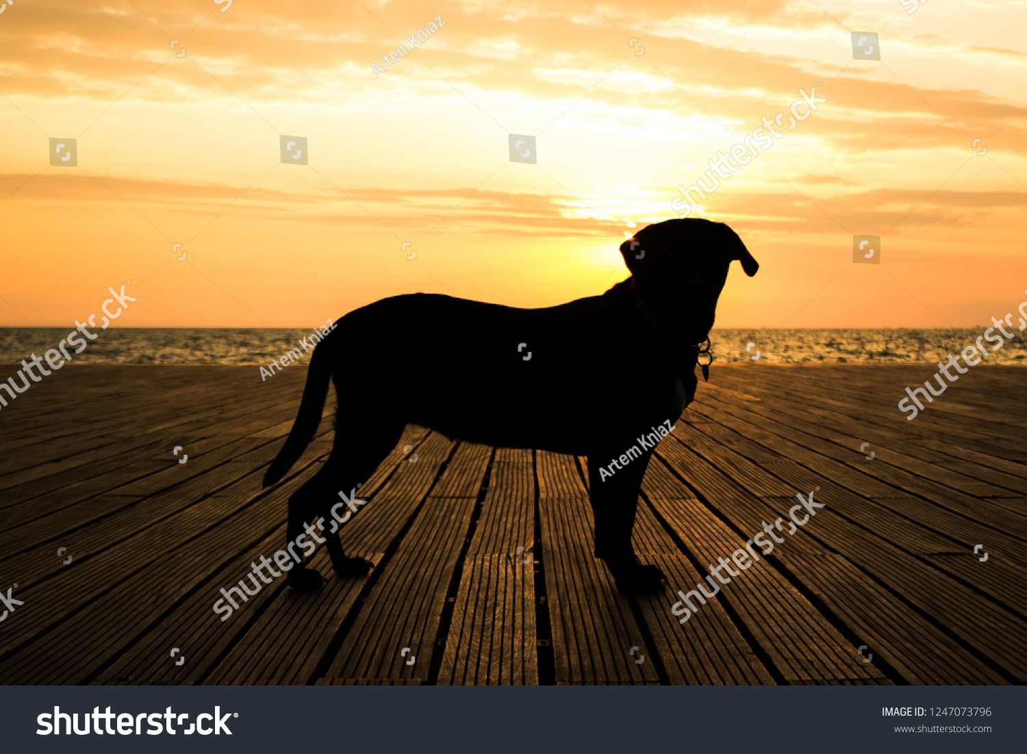 beautiful Labrador Retriever dog black silhouette shape in romantic shot opposite sunset orange light in waterfront sea shore line landscape #1247073796