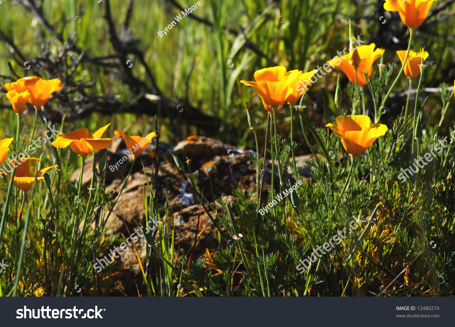 close-up of california poppy in california.usa #12480274