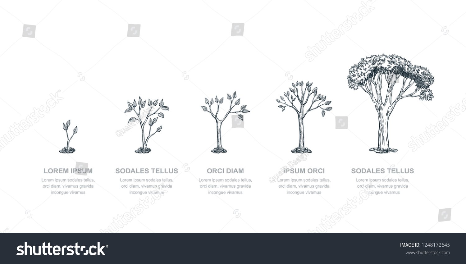 Five stages of growing tree, vector sketch illustration. Investment and finance growth business concept. Infographic design template. #1248172645