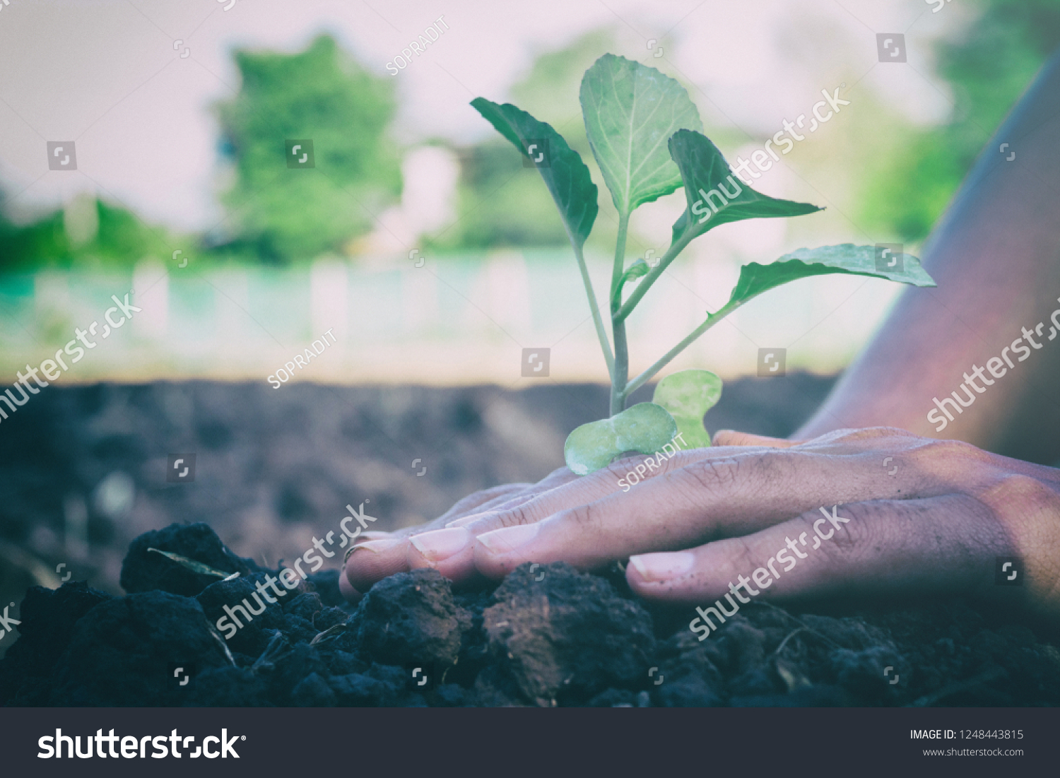 Hands holding cabbage Prepare the planting to grow.Growth concetp. #1248443815