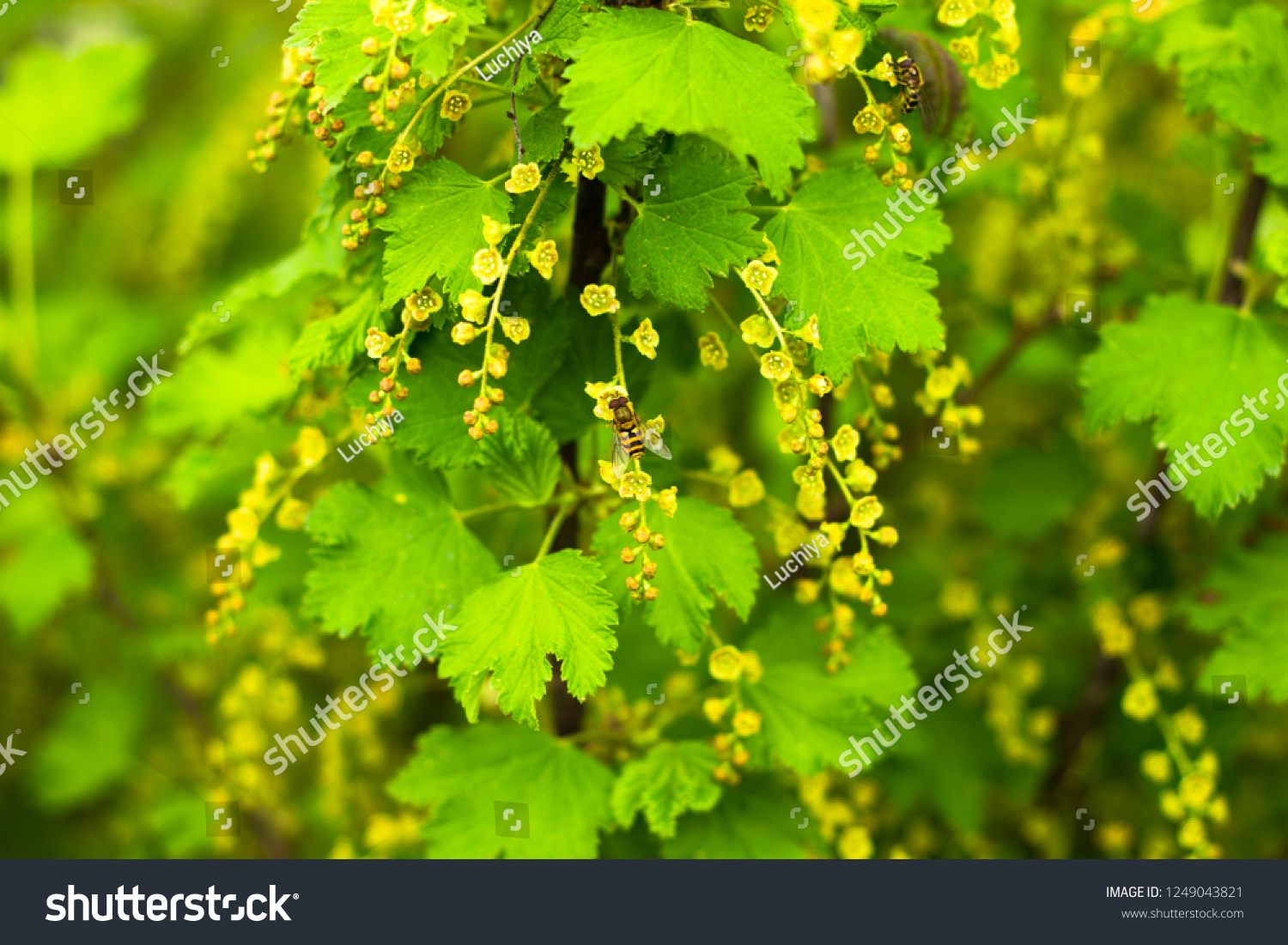 Green leaves of currant #1249043821