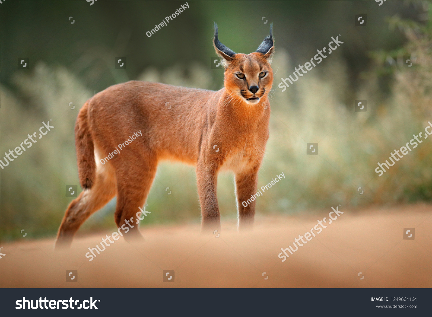 Caracal, African lynx, in green grass vegetation. Beautiful wild cat in nature habitat, Botswana, South Africa. Animal face to face walking on gravel road, Felis caracal. Wildlife scene from nature. #1249664164
