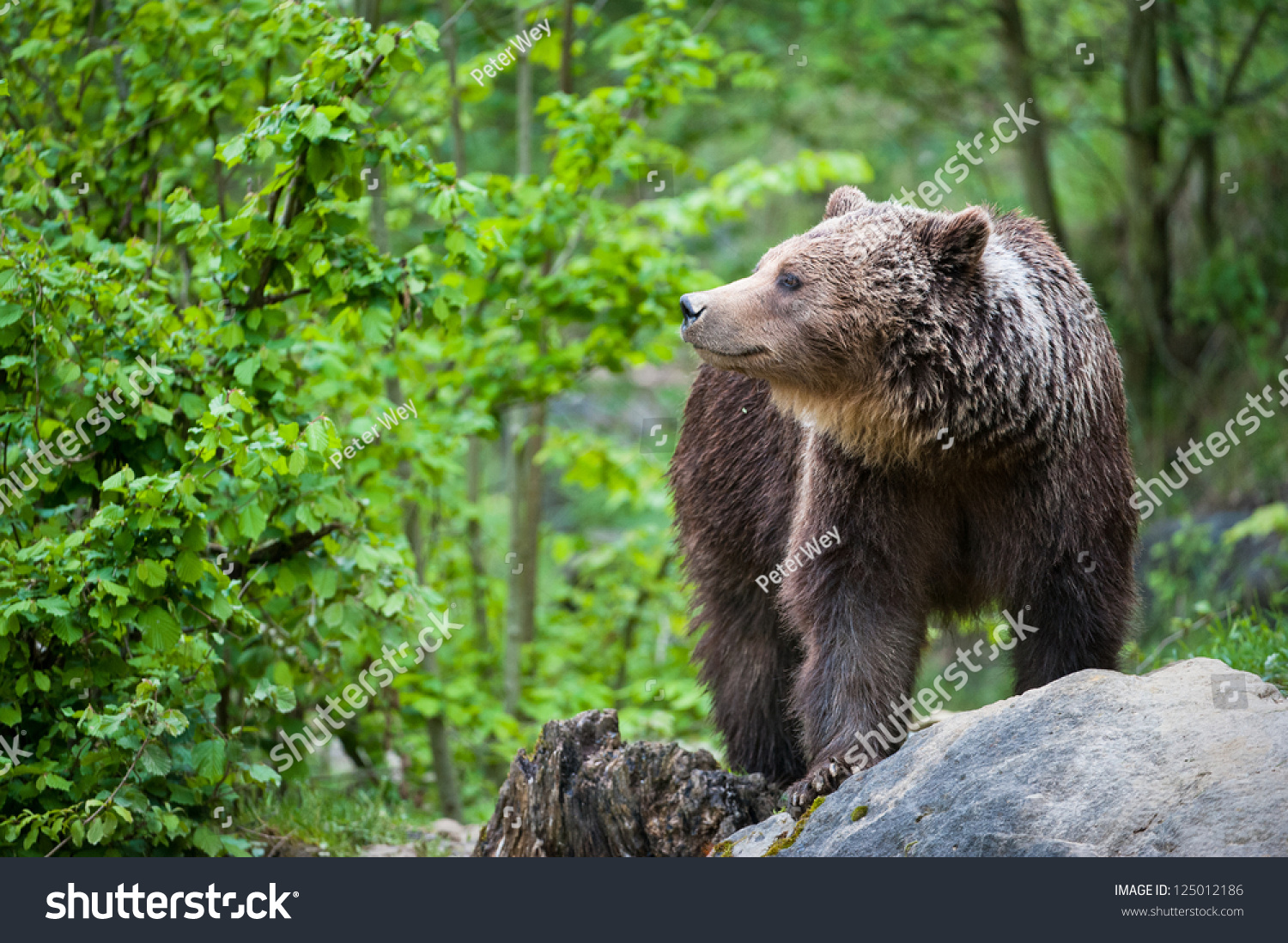 brown bear (lat. ursus arctos) stainding in the forest #125012186