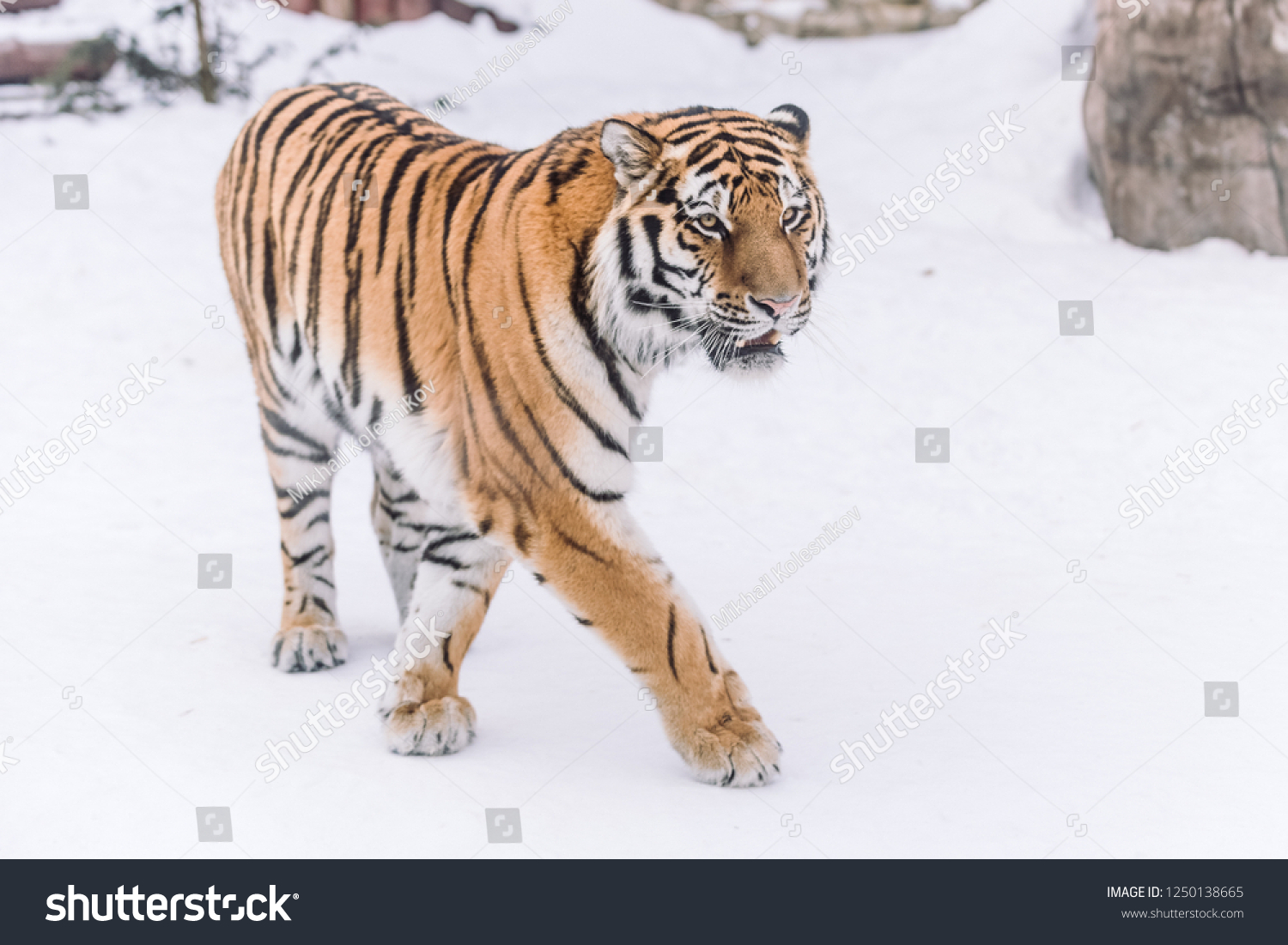 Young Tiger hunting in the morning snow #1250138665