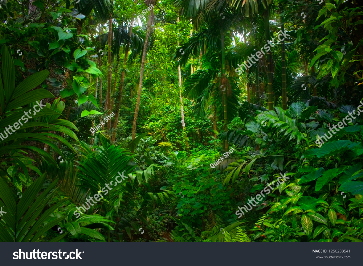 Asian tropical rainforest #1250238541