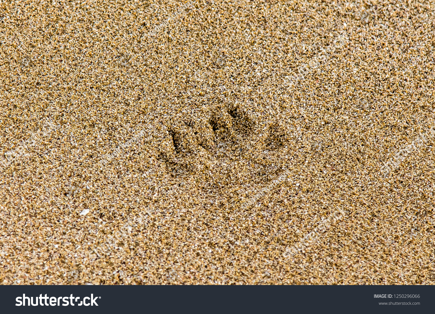 Animal footprints in the wet sand #1250296066