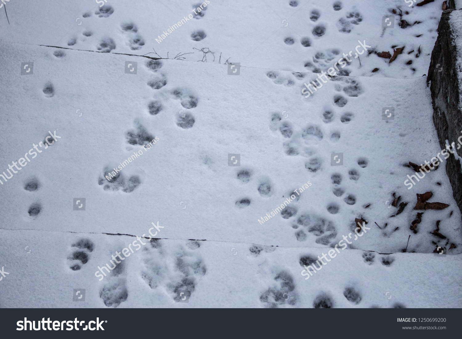 footprints of the animal in the snow, dog prints #1250699200