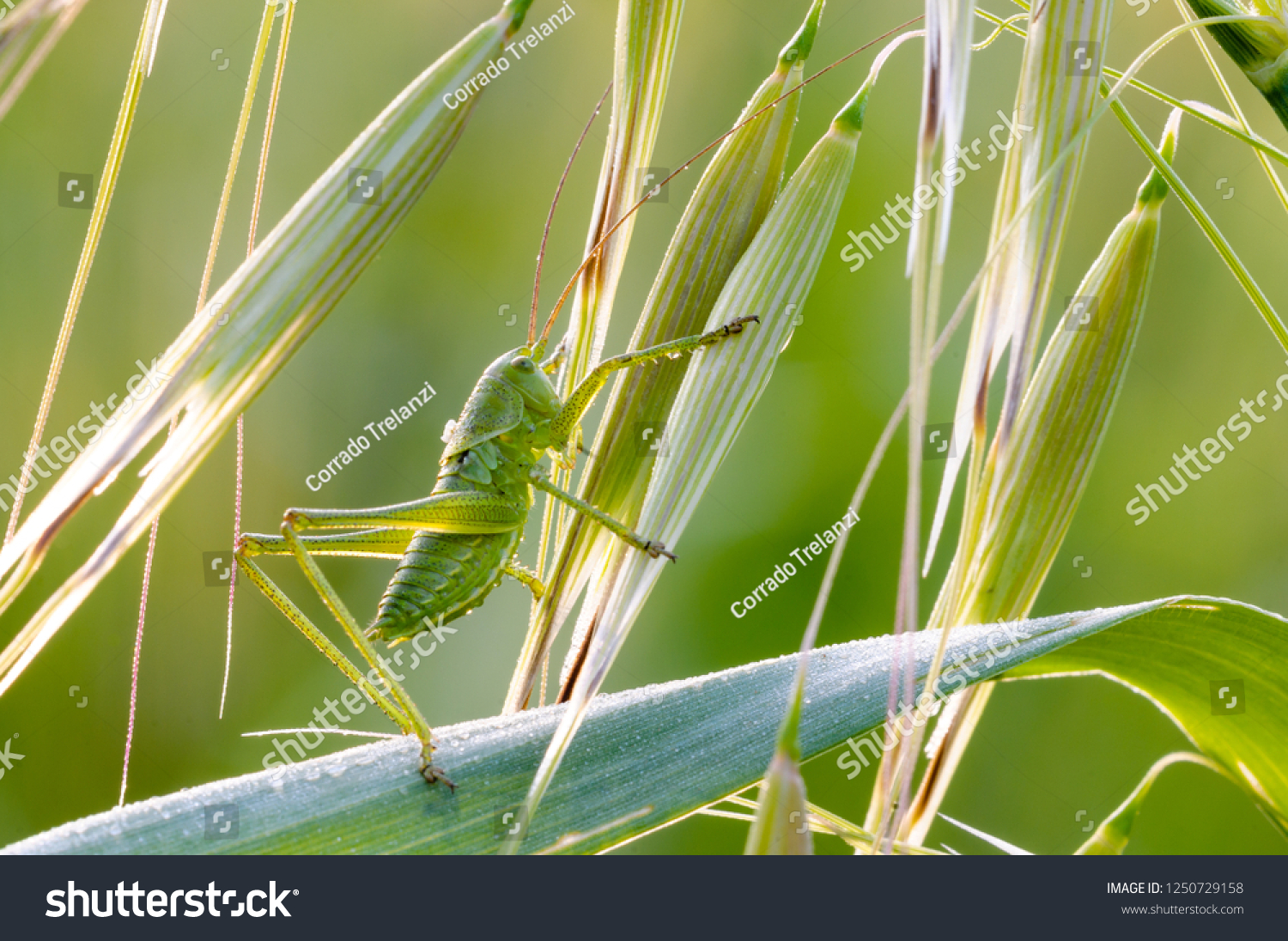 Green cricket in the fresh grass under first rays of the morning sun, dawn light, dawn patrol #1250729158