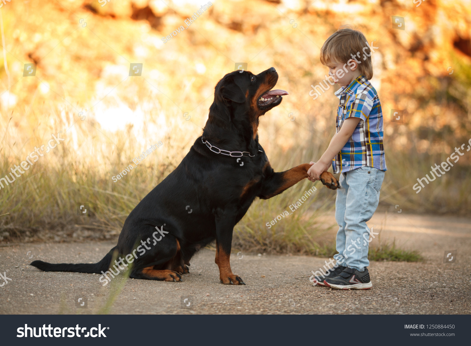 big dog breed Rottweiler gives a paw to a little boy #1250884450