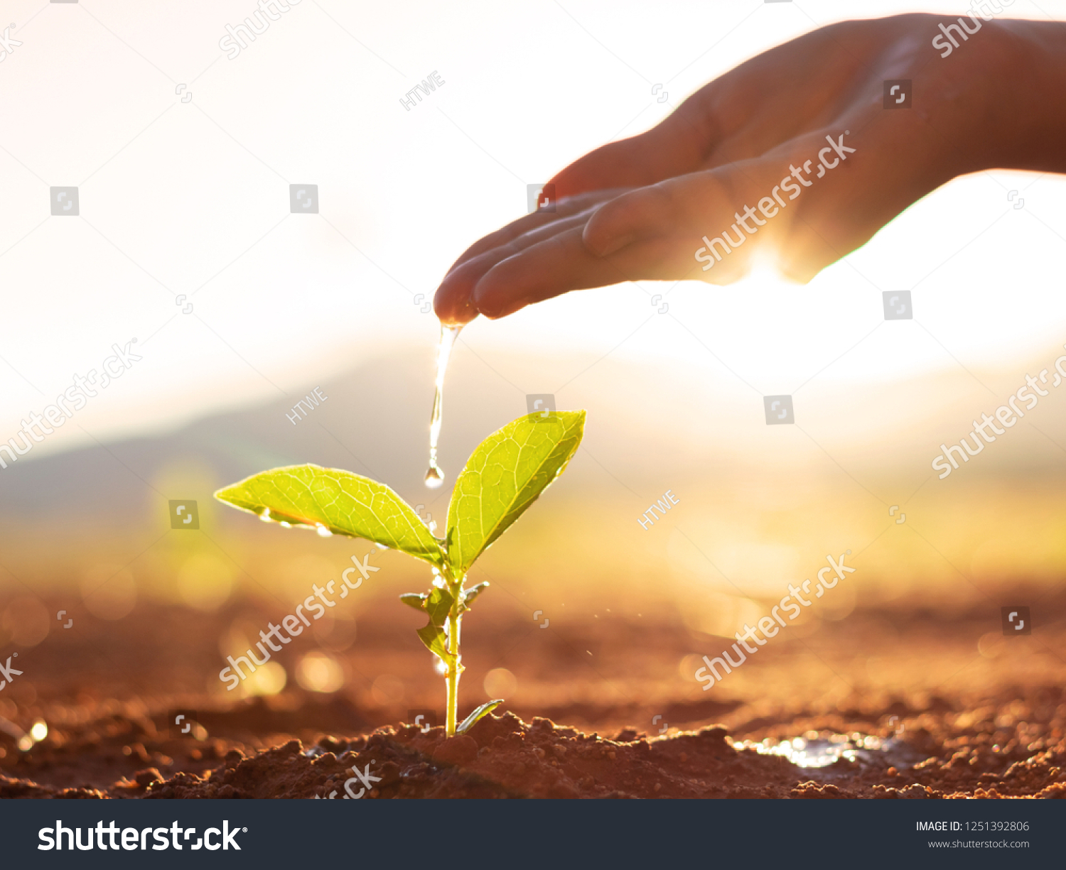 Hand nurturing and watering young baby plants growing in germination sequence on fertile soil at sunset background #1251392806