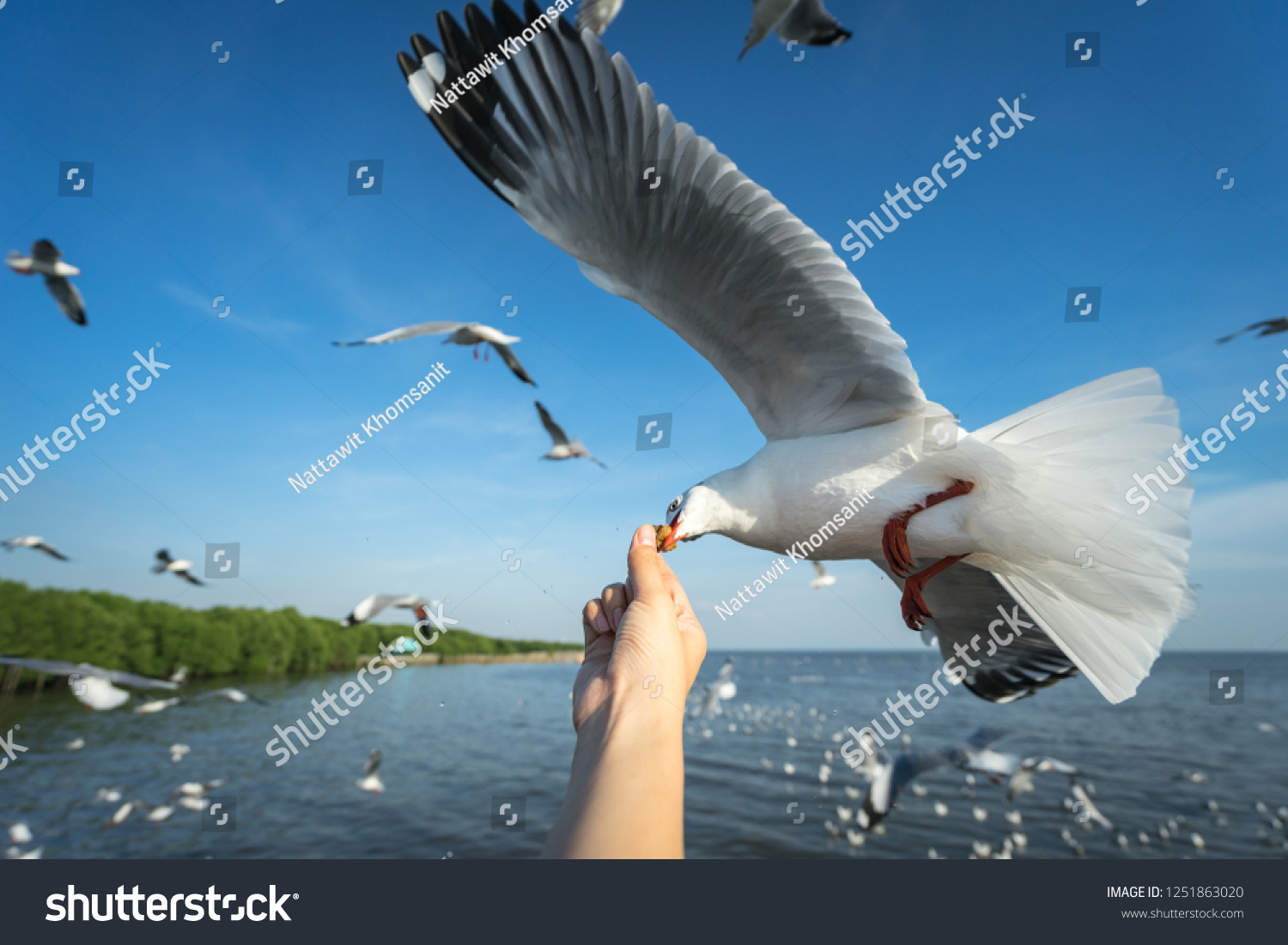 Seagull feeding which is famous activity for traveller at Bang Pu in Thailand. In December, too many seagulls are emigrate for warming weather in Thailand. Selected focus photo.
 #1251863020