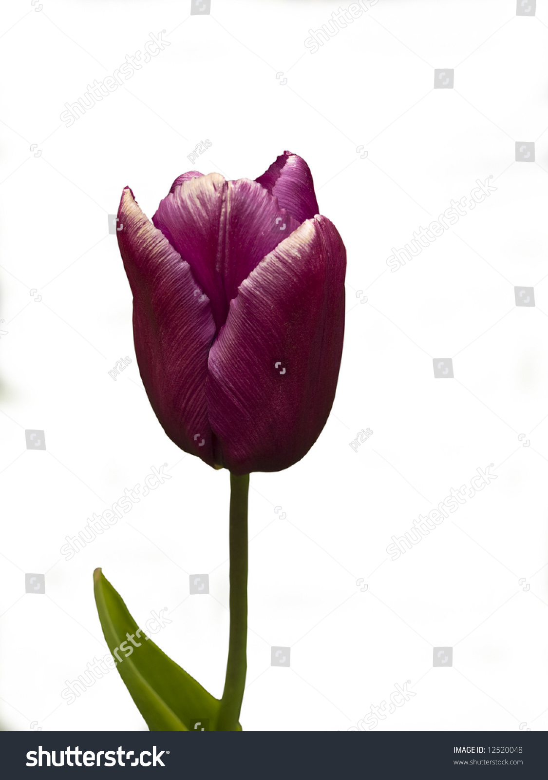 Single Late tulip Greuze, isolated over white #12520048