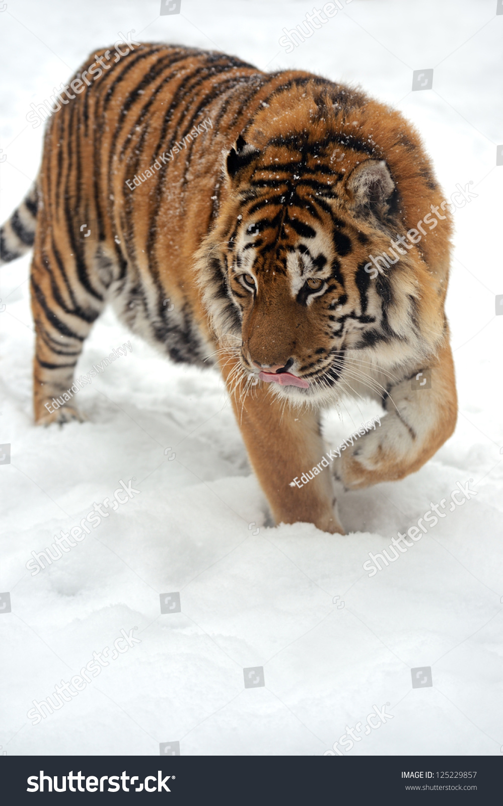 Portrait of a Siberian Tiger #125229857