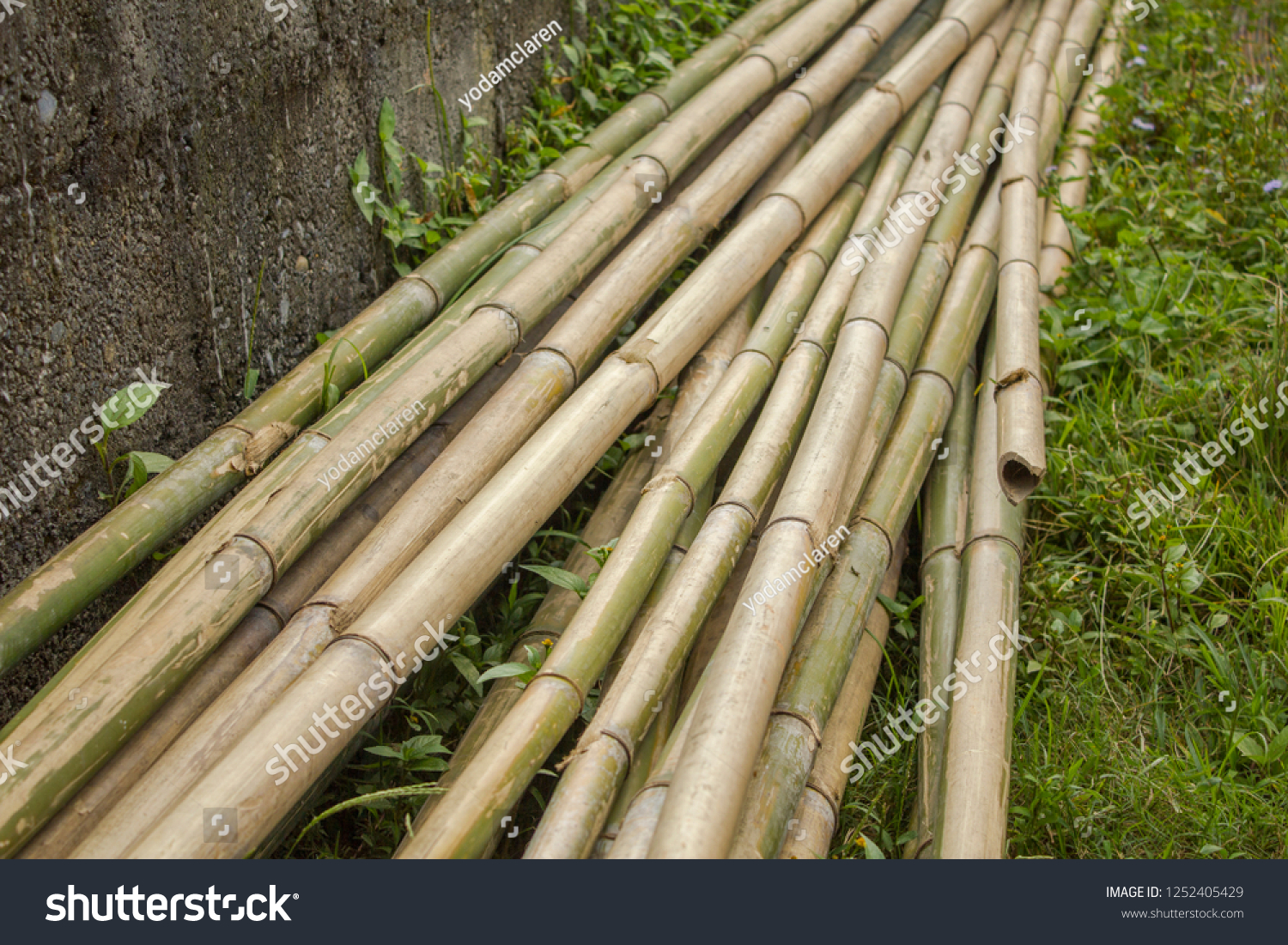 long trunks of dry gray green bamboo stalks lie on the grass near the concrete wall #1252405429