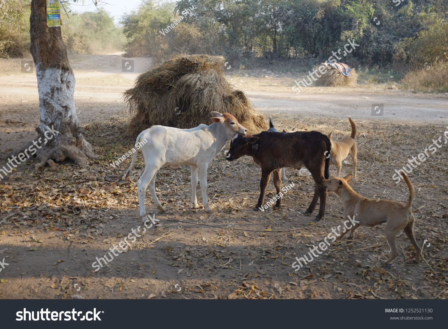 Livestock and dogs #1252521130