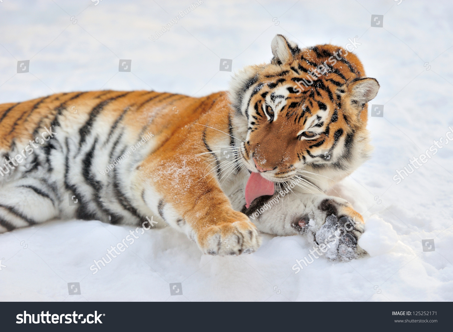 Beautiful wild siberian tiger on snow #125252171