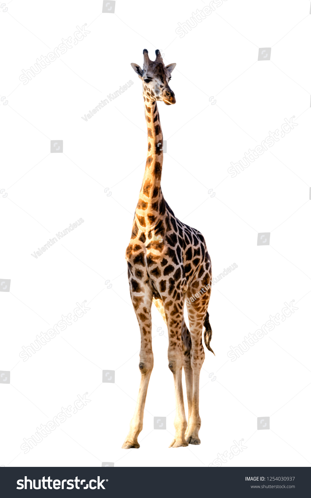 African giraffe isolated on white background. Wild animal. #1254030937