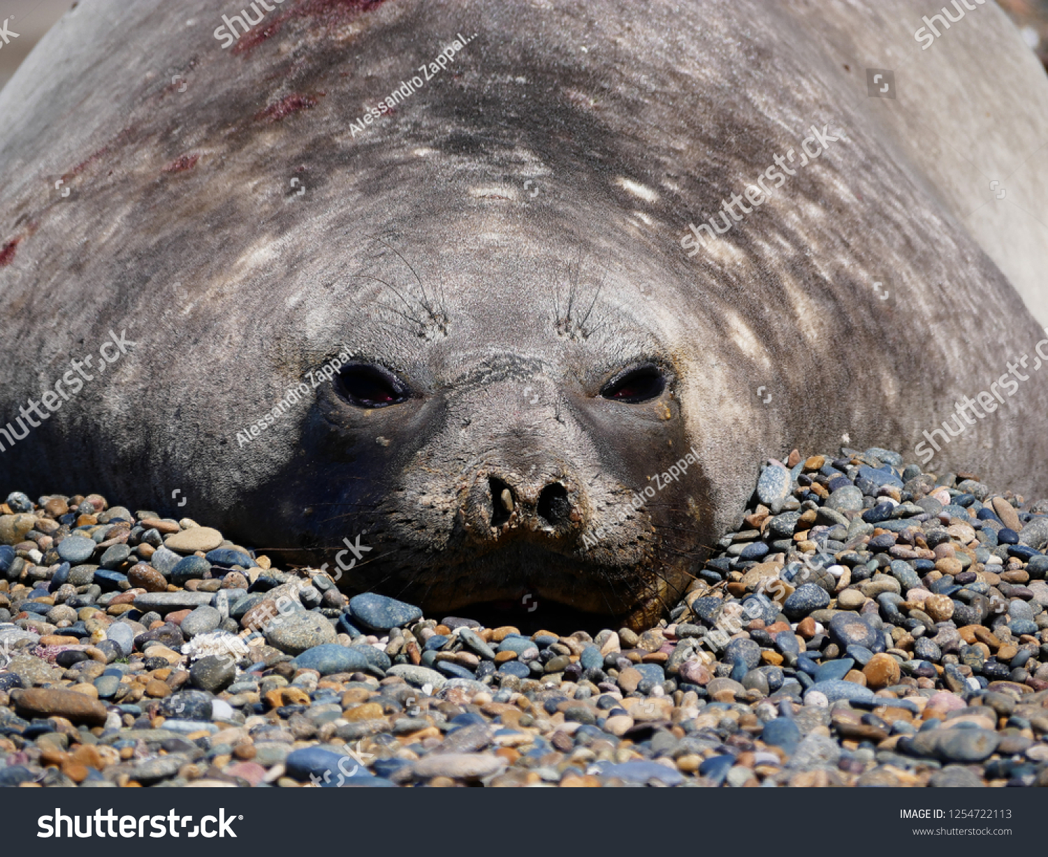 Sea elephants rest on the beach during the low tide, on the atlantic coast near Puerto Madryn. Big marine mammals of Patagonia. #1254722113