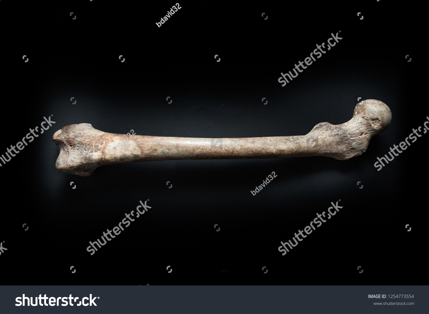 Femur human bone close up isolated on black background #1254773554